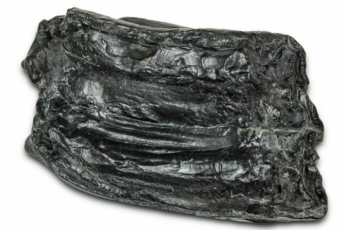 Pleistocene Aged Fossil Horse Tooth - South Carolina #320490